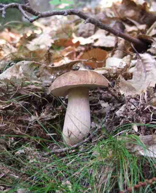  Image name: 149 Porcino.jpg 
 width: 516 pixel 
 height: 640 pixel 
 Size: 29901 bytes 
 Click to enlarge 